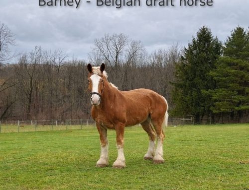Begin Again Horse Rescue 2026